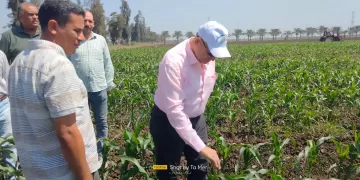 جودة وإنتاجية.. «الزراعة» تراقب عمليات إكثار التقاوي خلال إجازة العيد