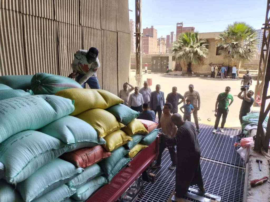 استمرار توافد محصول القمح وتوريد 271 ألف طن بالدقهلية 4 - جريدة الجمهورية WhatsApp Image 2025 06 09 at 2.30.20 PM - جريدة الجمهورية