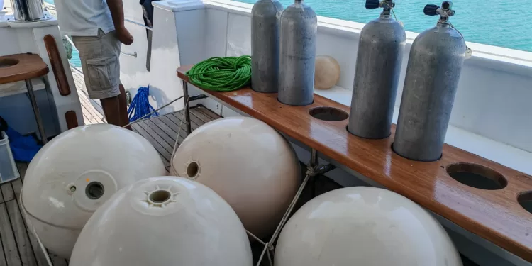 لحماية البيئة البحرية: مصر تستأنف تتبع أسماك القرش فضائيًا