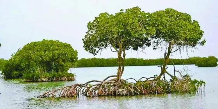 «المانجروف».. طوق النجاة: «الشجرة الساحرة» تنقذ البحر الأحمر من تغيرات المناخ