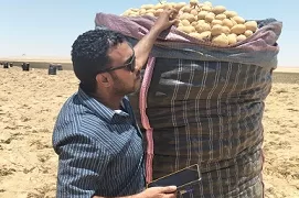 حصاد آمن.. «الزراعة» تنجح في فحص 1.3 مليون طن بطاطس للتصدير دون عفن بني
