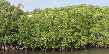 «المانجروف».. كنز بيئي يدعم الأمن الغذائي والتنوع البيولوجي