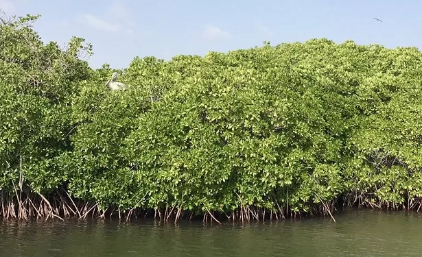 «المانجروف».. كنز بيئي يدعم الأمن الغذائي والتنوع البيولوجي