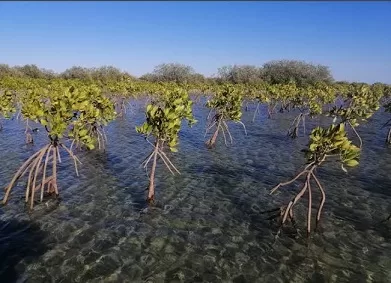 «المانجروف».. كنز بيئي يدعم الأمن الغذائي والتنوع البيولوجي 3 - جريدة الجمهورية 32123 - جريدة الجمهورية
