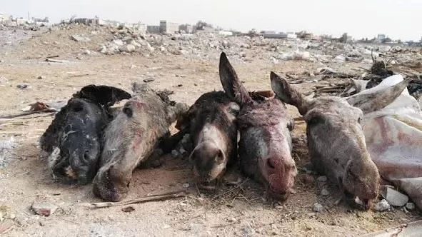 كشف لغز بقايا حمير مذبوحة بالإسكندرية: تورط مالك سيرك 2 - جريدة الجمهورية 6 21 - جريدة الجمهورية