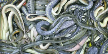 الزمالك «حيران» بسبب شيكابالا