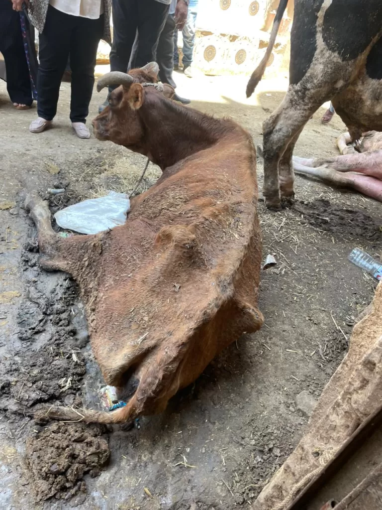 المنوفية: ضبط 5 أطنان لحوم فاسدة ومريضة قبل بيعها للمواطنين 5 - جريدة الجمهورية IMG 20250723 WA0230 - جريدة الجمهورية