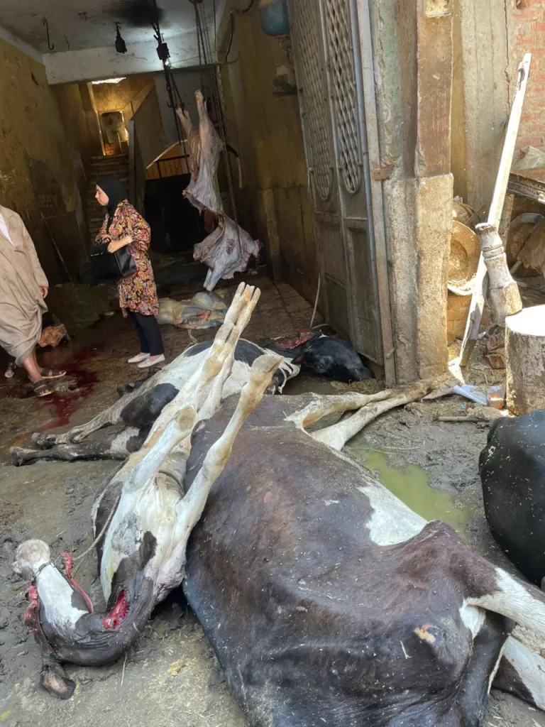 المنوفية: ضبط 5 أطنان لحوم فاسدة ومريضة قبل بيعها للمواطنين 2 - جريدة الجمهورية IMG 20250723 WA0238 - جريدة الجمهورية