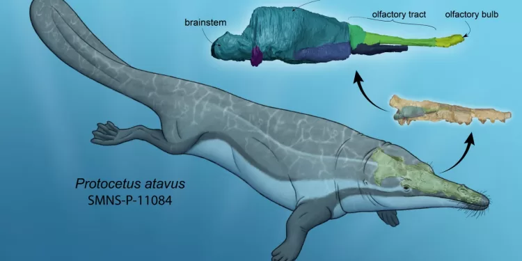 إضافة نوعية لعلم الحفريات.. فريق مصري يشارك في كشف علمي جديد