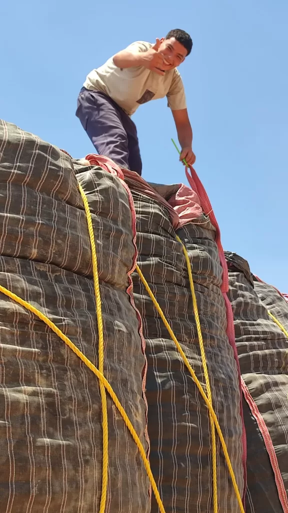 حصاد آمن.. «الزراعة» تنجح في فحص 1.3 مليون طن بطاطس للتصدير دون عفن بني 4 - جريدة الجمهورية WhatsApp Image 2025 07 03 at 5.19.50 PM - جريدة الجمهورية