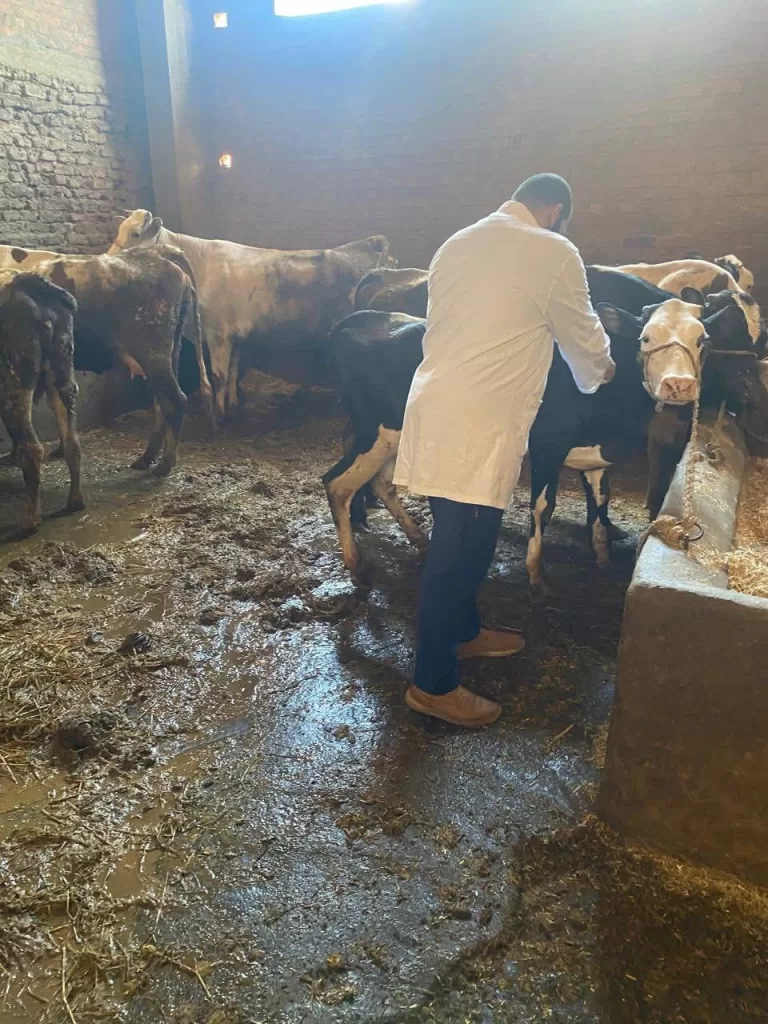 «الزراعة» تُحصن أكثر من 25 ألف رأس ماشية بالدقهلية لمكافحة الأمراض الوبائية 3 - جريدة الجمهورية WhatsApp Image 2025 07 15 at 15.26.54 e96f29d5 - جريدة الجمهورية