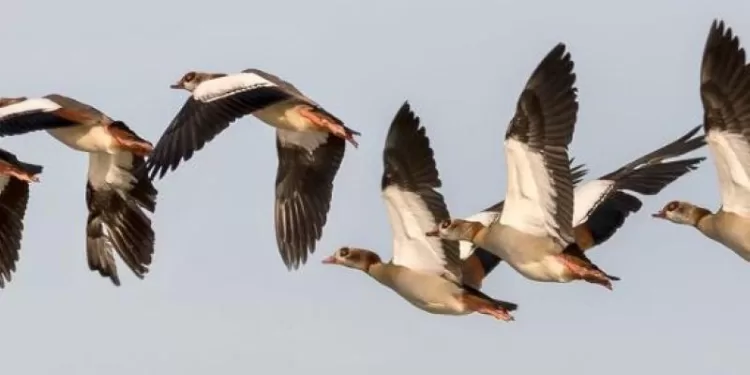 من نقابة الصحفيين.. إطلاق مبادرة «مصر تحلق» لمكافحة الصيد غير المشروع للطيور 1 - جريدة الجمهورية من نقابة الصحفيين.. إطلاق مبادرة «مصر تحلق» لمكافحة الصيد غير المشروع للطيور