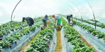 «زُرِع فى مصر»..