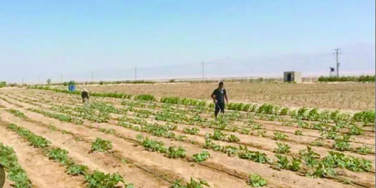 قرارات جديدة للجنة استرداد أراضى الدولة.. التعامل على أراضى الإصلاح الزراعى بعد أكتوبر 2024 بالإيجار 1 - جريدة الجمهورية قرارات جديدة للجنة استرداد أراضى الدولة.. التعامل على أراضى الإصلاح الزراعى بعد أكتوبر 2024 بالإيجار