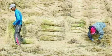 فى اجتماع وزراء الصناعة وقطاع الأعمال العام والزراعة: تحسين إنتاجية «الكتان» وإدخاله فى صناعات الورق والأعلاف والأخشاب