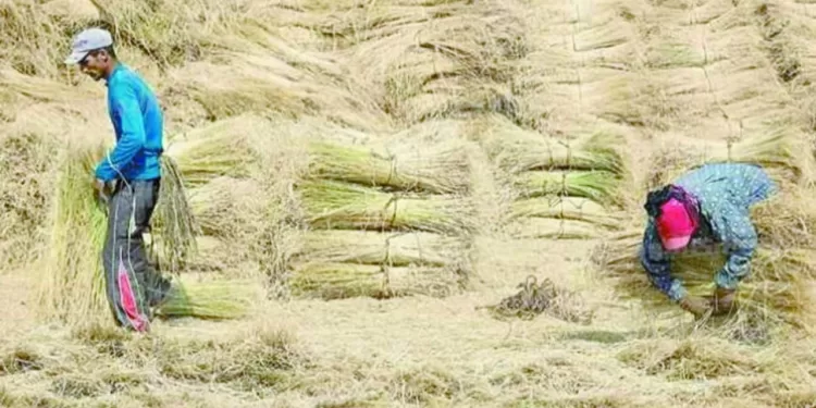 فى اجتماع وزراء الصناعة وقطاع الأعمال العام والزراعة: تحسين إنتاجية «الكتان» وإدخاله فى صناعات الورق والأعلاف والأخشاب