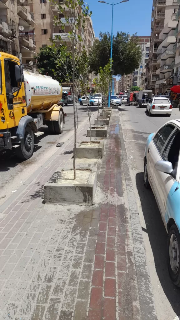 وحدة سكان مطروح تشارك في مبادرة «مطروح الخير» لزراعة أشجار الزينة 5 - جريدة الجمهورية WhatsApp Image 2025 08 01 at 6.10.08 PM - جريدة الجمهورية