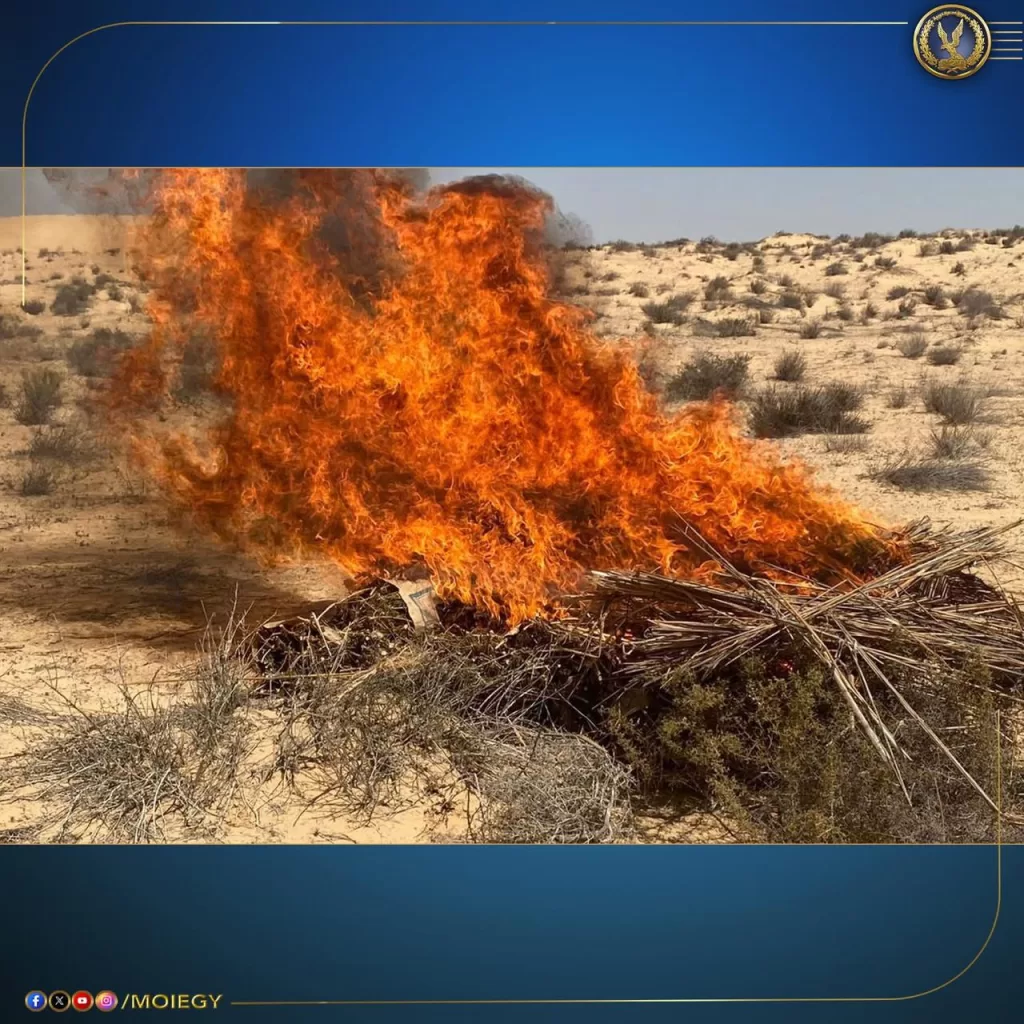 ضربات استباقية لتجار الموت.. ضبط 13 طنًا من «الكيف المدمر» بـ800 مليون جنيه 2 - جريدة الجمهورية WhatsApp Image 2025 08 22 at 5.01.14 PM - جريدة الجمهورية