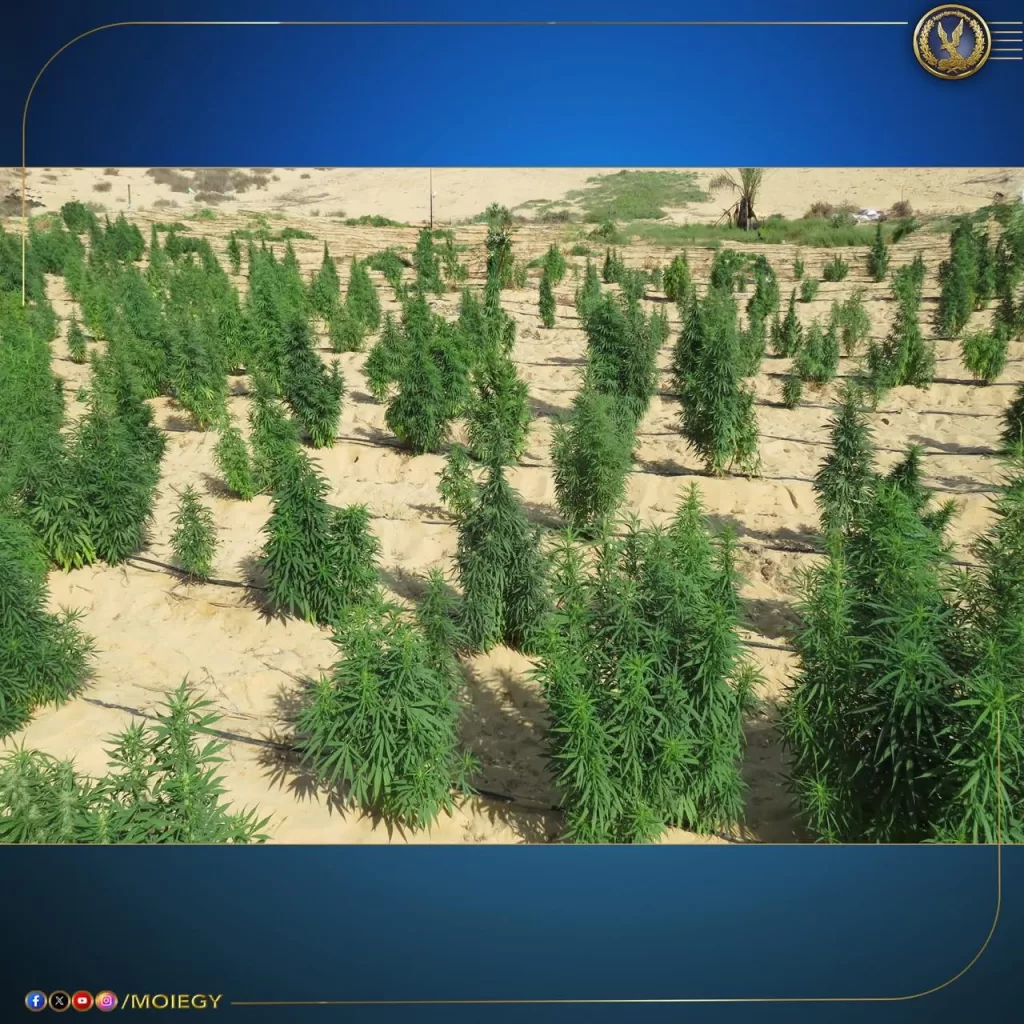 ضربات استباقية لتجار الموت.. ضبط 13 طنًا من «الكيف المدمر» بـ800 مليون جنيه 3 - جريدة الجمهورية WhatsApp Image 2025 08 22 at 5.01.15 PM 1 - جريدة الجمهورية