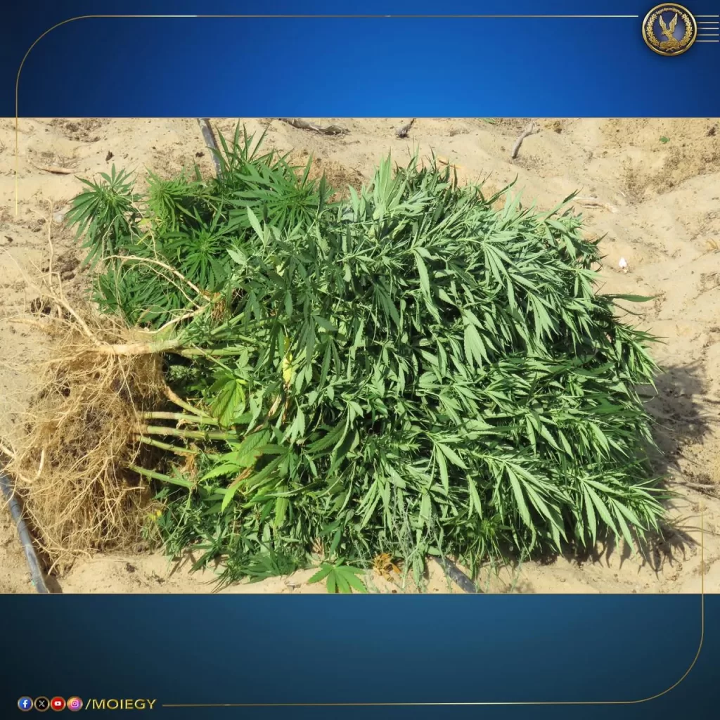 ضربات استباقية لتجار الموت.. ضبط 13 طنًا من «الكيف المدمر» بـ800 مليون جنيه 4 - جريدة الجمهورية WhatsApp Image 2025 08 22 at 5.01.15 PM 2 - جريدة الجمهورية