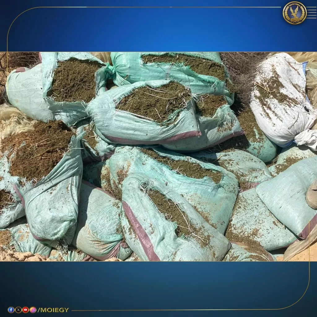ضربات استباقية لتجار الموت.. ضبط 13 طنًا من «الكيف المدمر» بـ800 مليون جنيه 5 - جريدة الجمهورية WhatsApp Image 2025 08 22 at 5.01.15 PM 3 - جريدة الجمهورية
