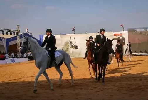 انطلاق فعاليات «مهرجان الخيول العربية» بالشرقية في الأول من أكتوبر 2 - جريدة الجمهورية 1 179 - جريدة الجمهورية