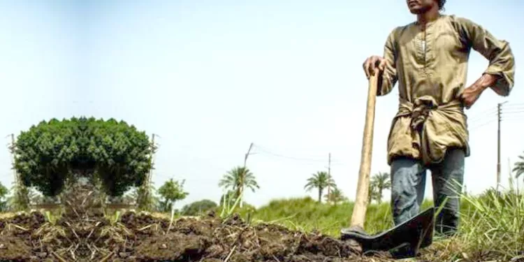 الفلاح  «رمز النماء والعطاء»