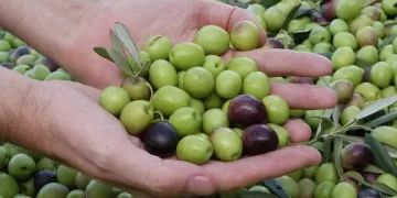 التغيرات المناخية تهز عرش الذهب الأخضر.. وإنتاج سلالات من الزيتون تقاوم الاحتباس الحراري.. الحل 6 - جريدة الجمهورية تخدم مليوني نسمة.. رسلان يناقش خطة إحلال وتجديد محطة «عرب أبو ساعد»