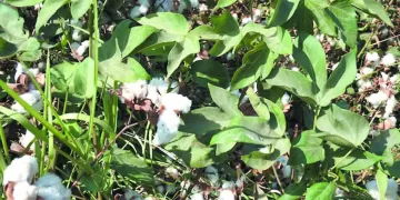 الصدارة.. عربية