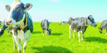 الصدارة.. عربية