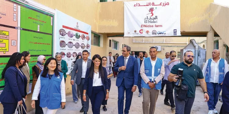 الارز الابيض على طريق الاكتفاء الذاتى