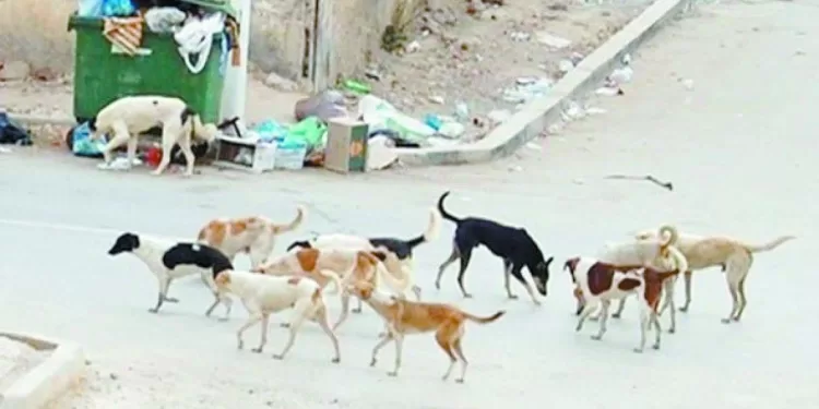 فى الجولة الثامنة.. البنك الأهلى يخشى قوة دجلة