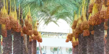 فى الجولة الثامنة.. البنك الأهلى يخشى قوة دجلة