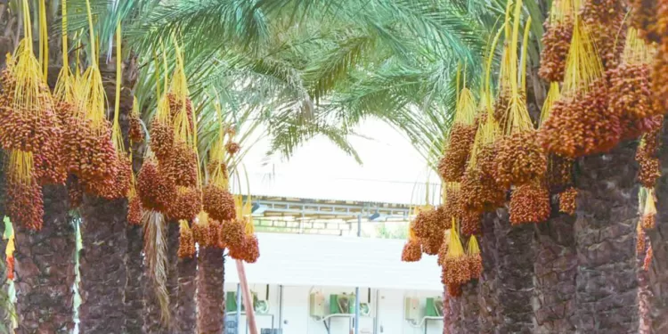 نخيل البلح.. طفرة غير مسبوقة 1 - جريدة الجمهورية فى الجولة الثامنة.. البنك الأهلى يخشى قوة دجلة