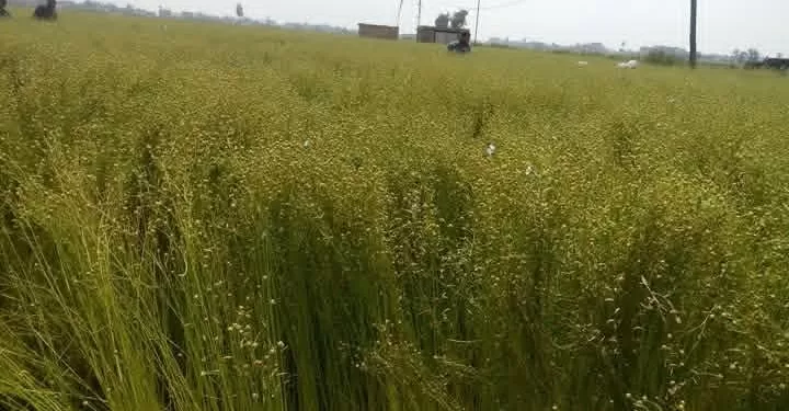 تطوير زراعة الكتان بالشرقية: ندوة إرشادية لزيادة الإنتاجية 1 - جريدة الجمهورية تطوير زراعة الكتان بالشرقية: ندوة إرشادية لزيادة الإنتاجية