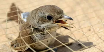 الصيد الجائر يتحدى قرار البيئة.. والطيور المهاجرة تدفع الثمن