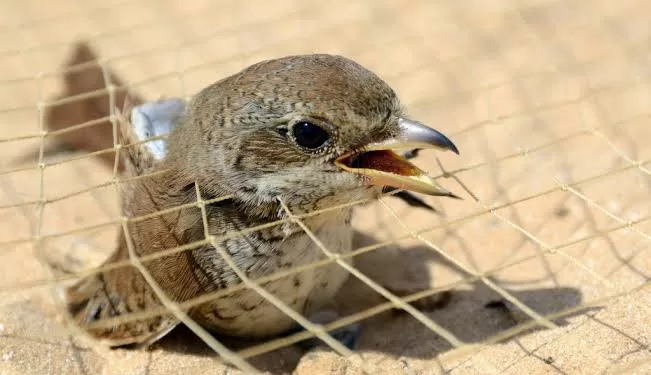 الصيد الجائر يتحدى قرار البيئة.. والطيور المهاجرة تدفع الثمن