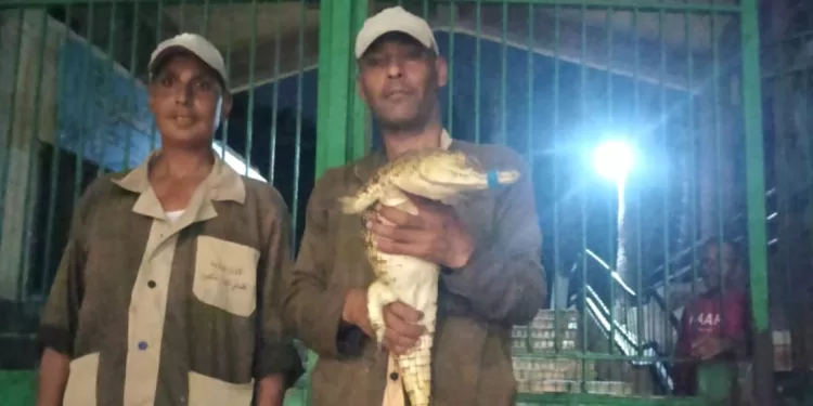 البيئة تعلن العثور على تمساح بالإسكندرية وتتعامل معه فورًا