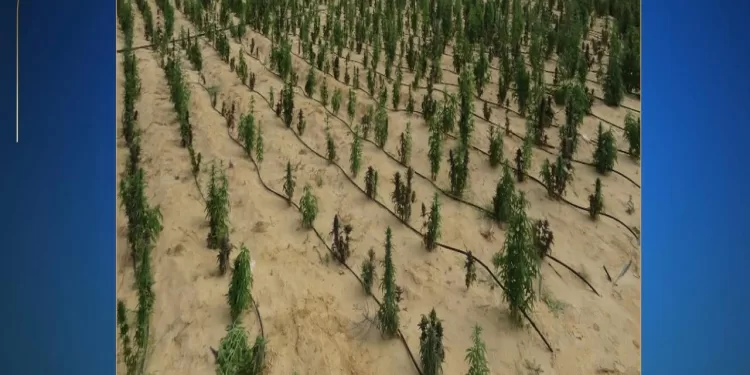 «الداخلية» تداهم «مزرعة السموم» في الإسماعيلية.. ضبط 55 طن مخدرات و«حشيش» بمليار ونصف جنيه 1 - جريدة الجمهورية «الداخلية» تداهم «مزرعة السموم» في الإسماعيلية.. ضبط 55 طن مخدرات و«حشيش» بمليار ونصف جنيه