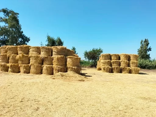 محافظ الشرقية: إجراءات حاسمة لمواجهة ظاهرة حرق قش الأرز 2 - جريدة الجمهورية 1021 - جريدة الجمهورية