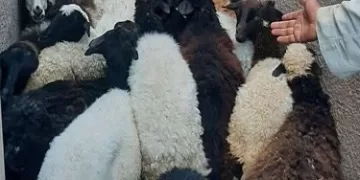 الطب البيطري بسوهاج يوزع 80 رأس غنم على الأسر المستحقة ويضبط 300 كجم من الأسماك الفاسدة بساقلته