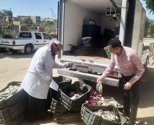 الطب البيطري بسوهاج يوزع 80 رأس غنم على الأسر المستحقة ويضبط 300 كجم من الأسماك الفاسدة بساقلته 3 - جريدة الجمهورية 15 2 - جريدة الجمهورية