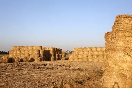 جولة للقضاء على السحابة السوداء بالدقهلية والقليوبية 5 - جريدة الجمهورية 9 4 - جريدة الجمهورية