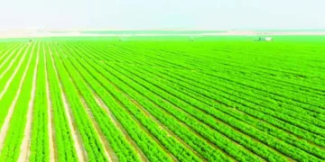 «توروب» يقود الأهلى لتحدٍ جديد أمام الاتحاد السكندرى