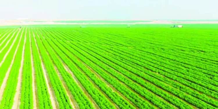 نجحنا فى استنباط 60 صنف وهجين لعدد من المحاصيل أبرزها القمح والشعير والأرز 1 - جريدة الجمهورية «توروب» يقود الأهلى لتحدٍ جديد أمام الاتحاد السكندرى