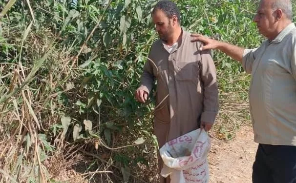 محافظ الشرقية يؤكد: ضرورة مكافحة القوارض لحماية المحاصيل وصحة الإنسان