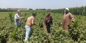 الهيئة الإنجيلية تطلق المرحلة الرابعة من مبادرة “ازرع” لدعم صغار مزارعي القمح في 16 محافظة