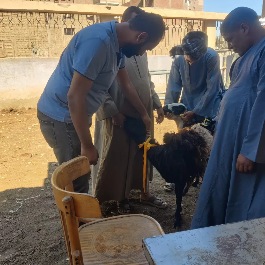 بدء تحصين الماشية بسوهاج في مواجهة الحمى القلاعية والوادي المتصدع 2 - جريدة الجمهورية WhatsApp Image 2025 10 25 at 17.13.09 a4c954bc - جريدة الجمهورية