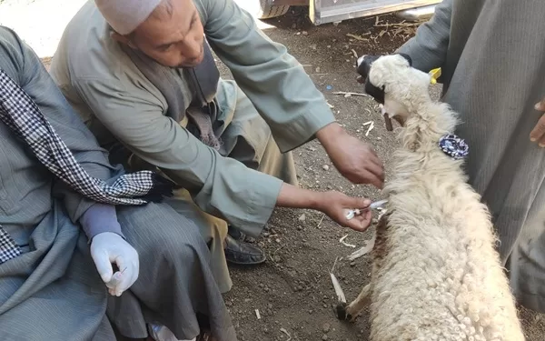 بدء تحصين الماشية بسوهاج في مواجهة الحمى القلاعية والوادي المتصدع 1 - جريدة الجمهورية بدء تحصين الماشية بسوهاج في مواجهة الحمى القلاعية والوادي المتصدع