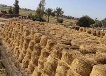 تجميع 457 ألفًا و36 طن قش أرز منذ بداية الحصاد بالشرقية 5 - جريدة الجمهورية تجميع 457 ألفًا و36 طن قش أرز منذ بداية الحصاد بالشرقية